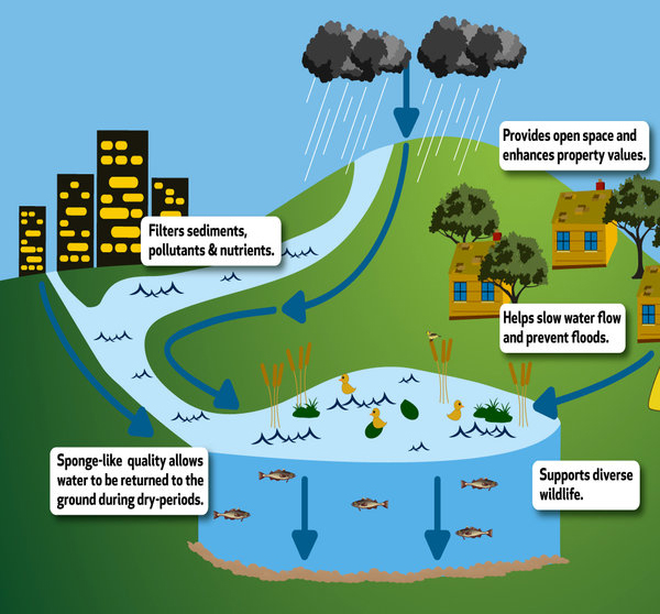 drawing showing what wetlands do